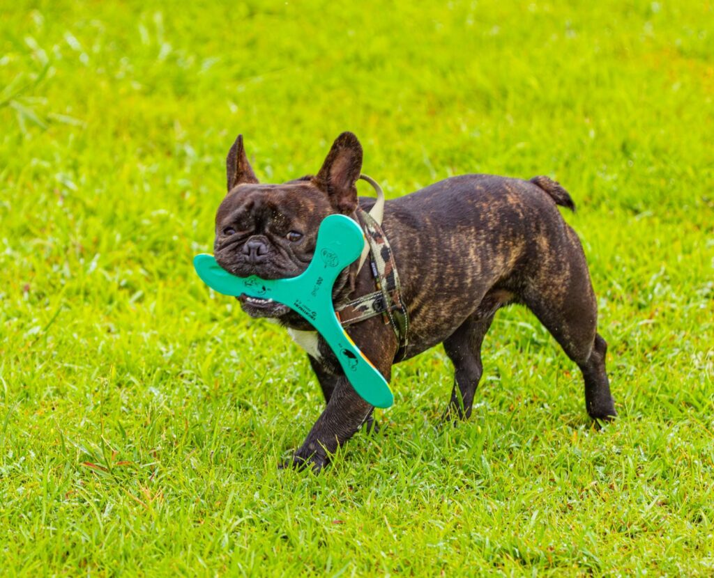 Brindle French Bulldog in a harness carrying a teal rubber toy across a lawn