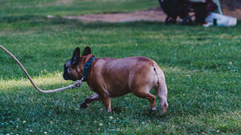 Brown French Bulldog on a leash sniffing its way across a green lawn