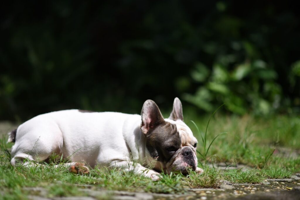 White and brindle French Bulldog lying on cool grass in the shade