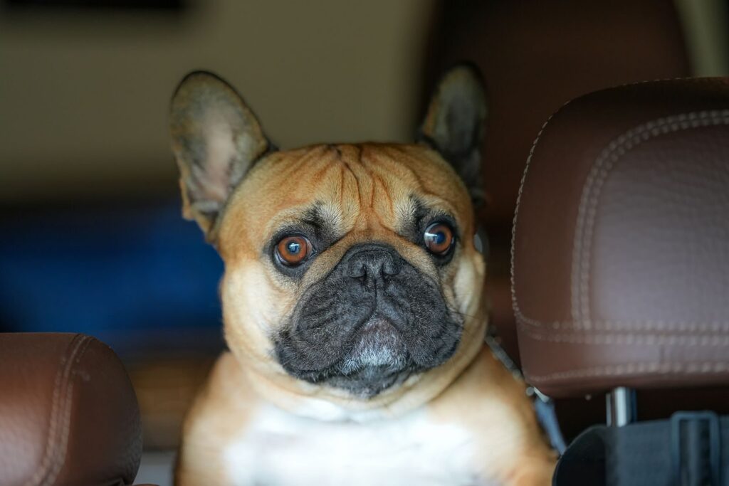 Fawn French Bulldog sitting in the back seat of a car