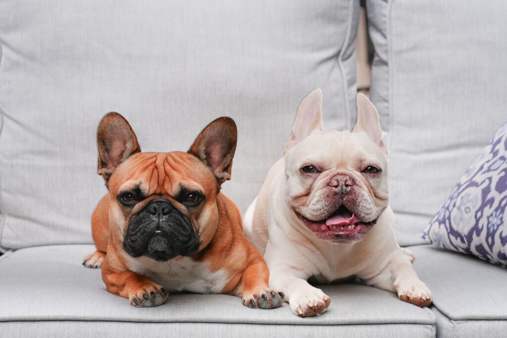 Fawn and cream French Bulldogs lying side by side on a sofa