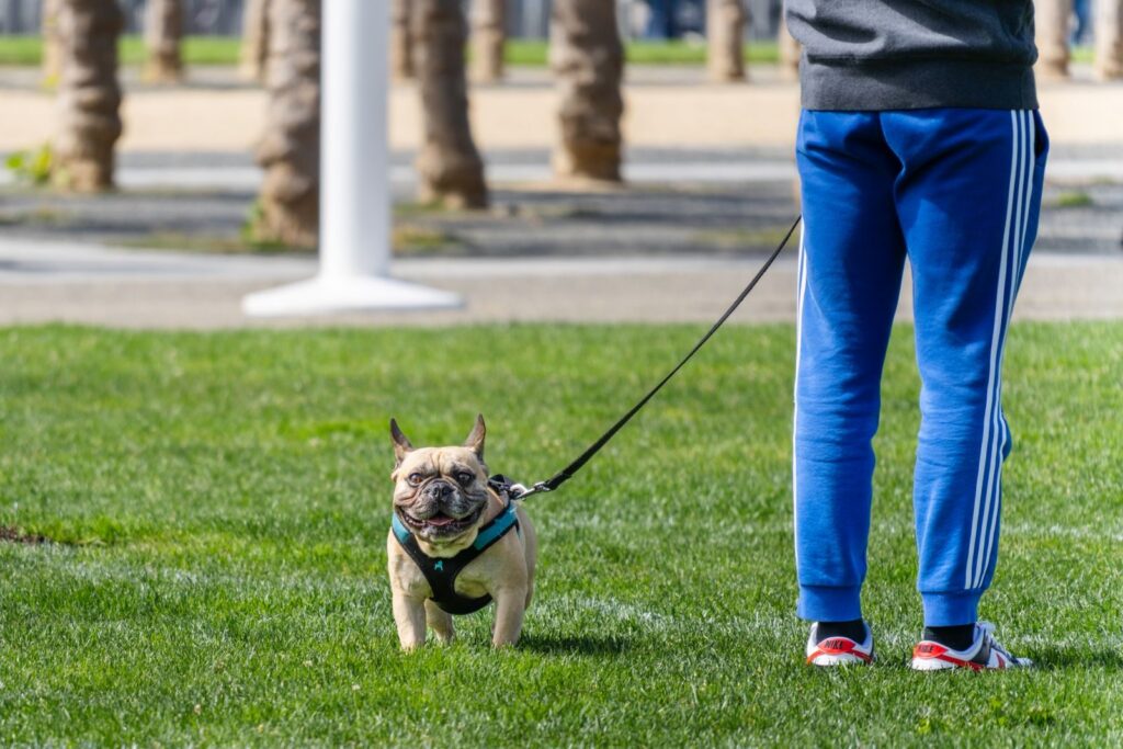Fawn French Bulldog on a loose leash walking beside its owner on grass