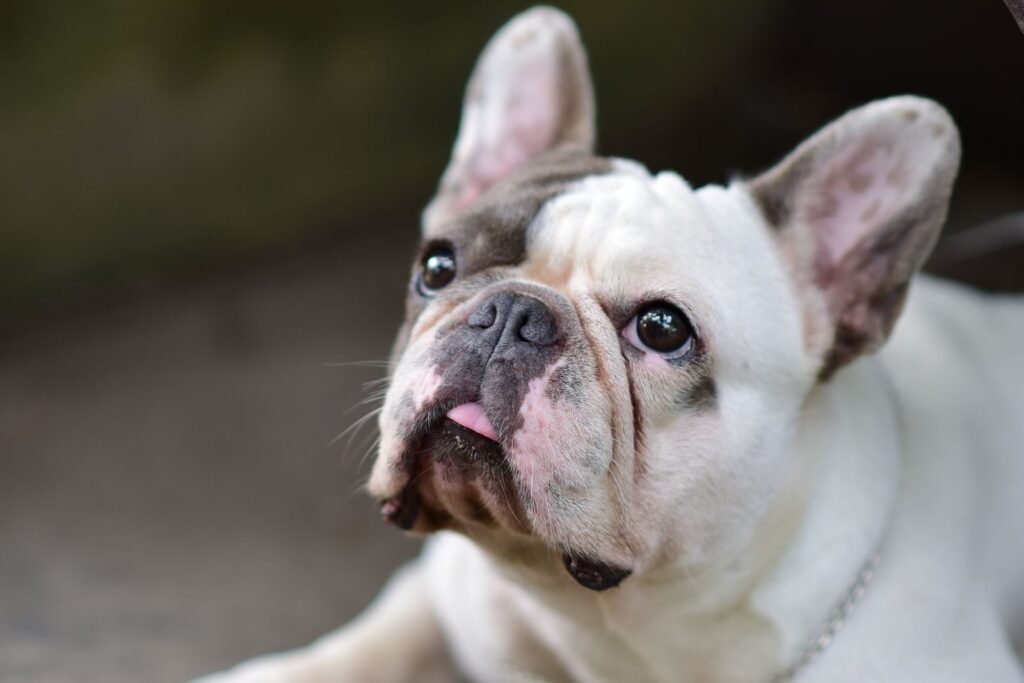 Close-up of a white and grey French Bulldog face looking up, showing its short muzzle