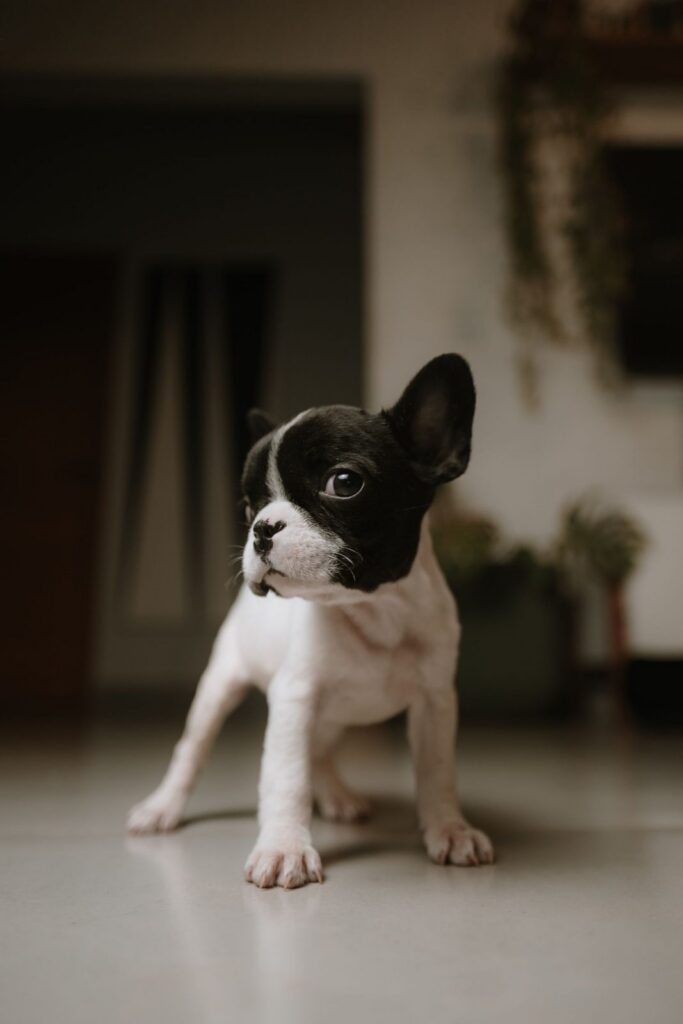 Pied French Bulldog puppy standing on a tiled floor indoors