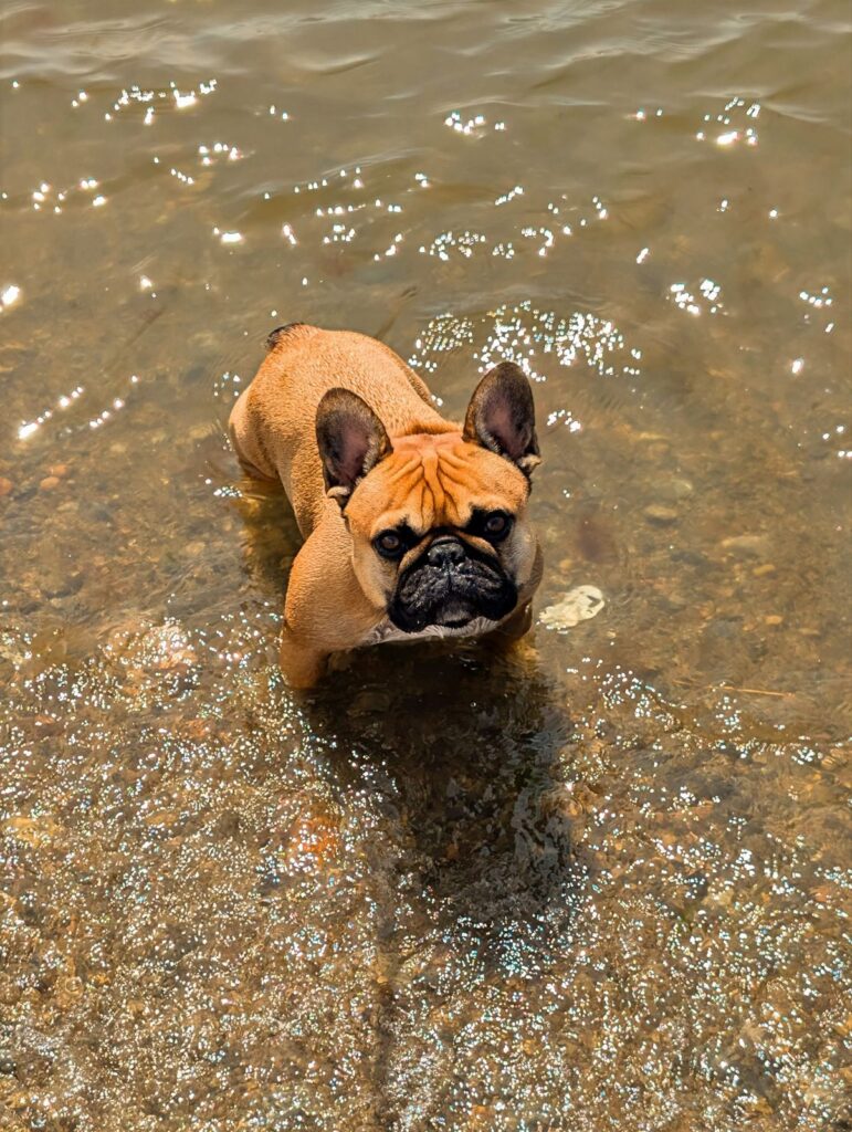 Fawn French Bulldog standing in shallow clear water, looking up