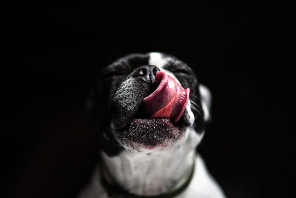 Black and white French Bulldog licking its nose against a dark background