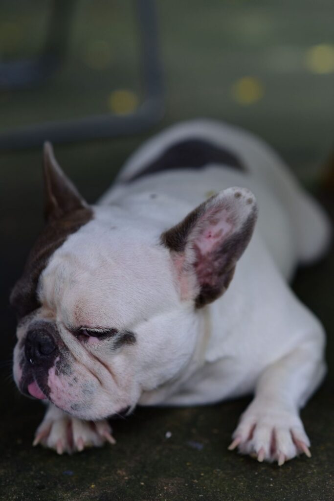 Pied white French Bulldog lying down on a dark floor