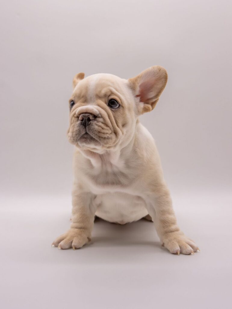 Cream French Bulldog puppy with one ear up sitting against a plain light gray backdrop