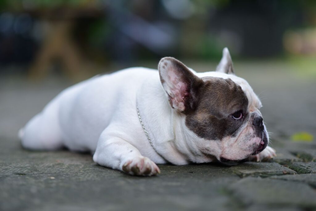 White French Bulldog with dark patches lying on a stone path