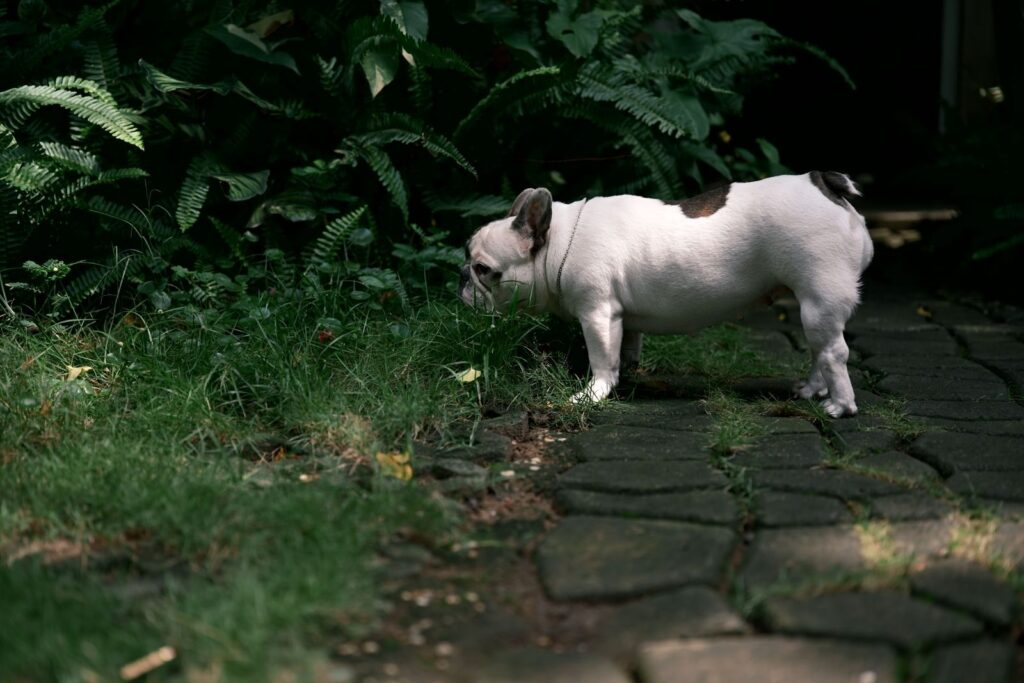 White French Bulldog with dark patches walking on a garden path