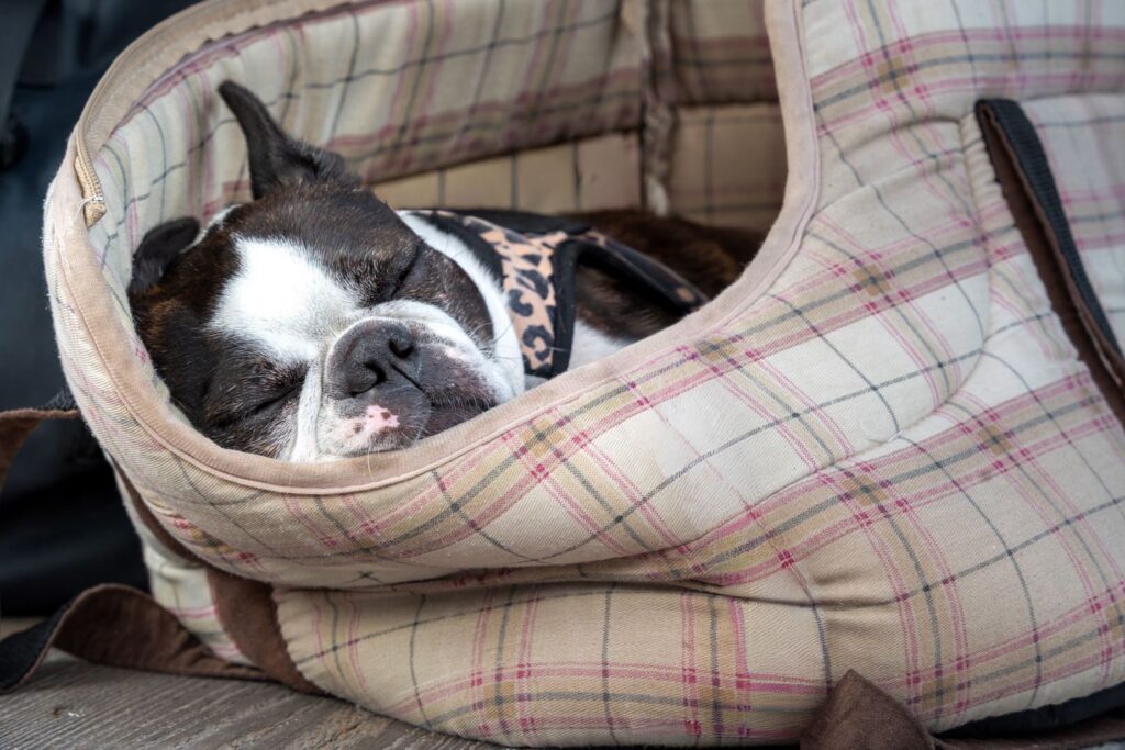 French Bulldog resting inside a soft-sided plaid pet carrier bag