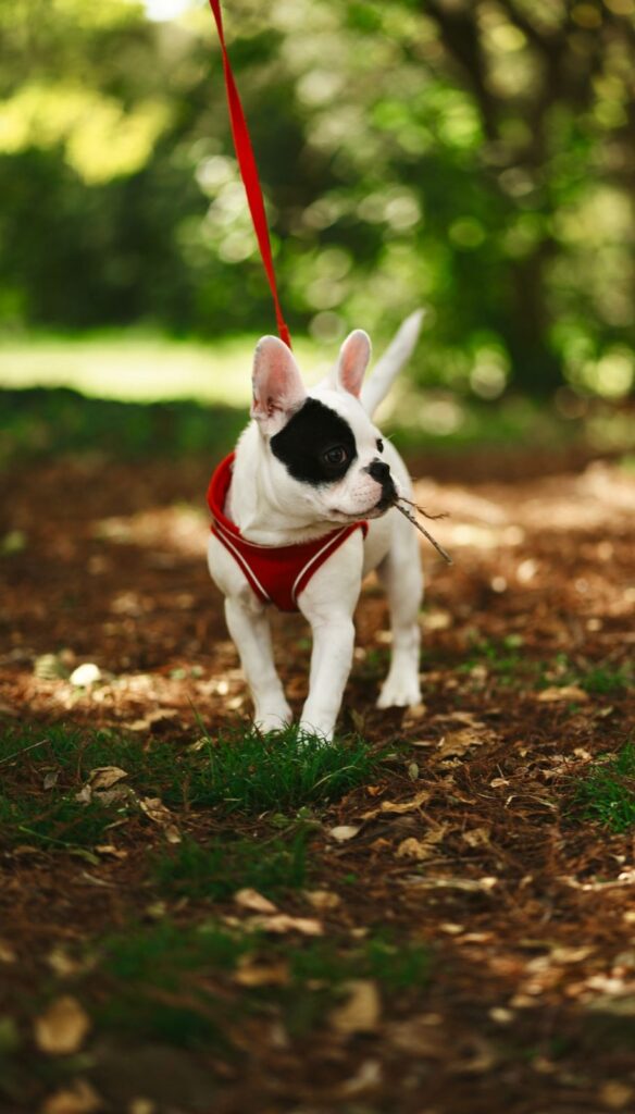 Black and white French Bulldog puppy in a red harness exploring a wooded park on a leash