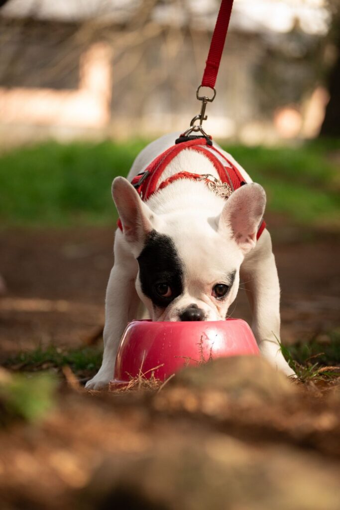 White and black pied French Bulldog in a red harness eating from a pink bowl outdoors