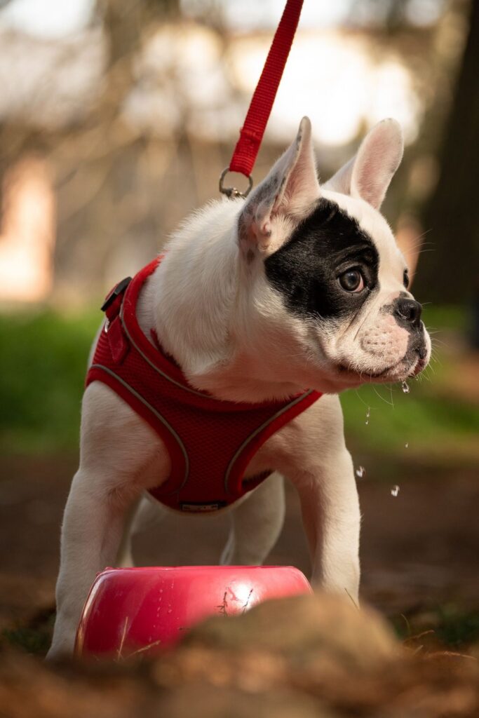 Young black and white French Bulldog in a red harness standing over a wide red bowl outdoors