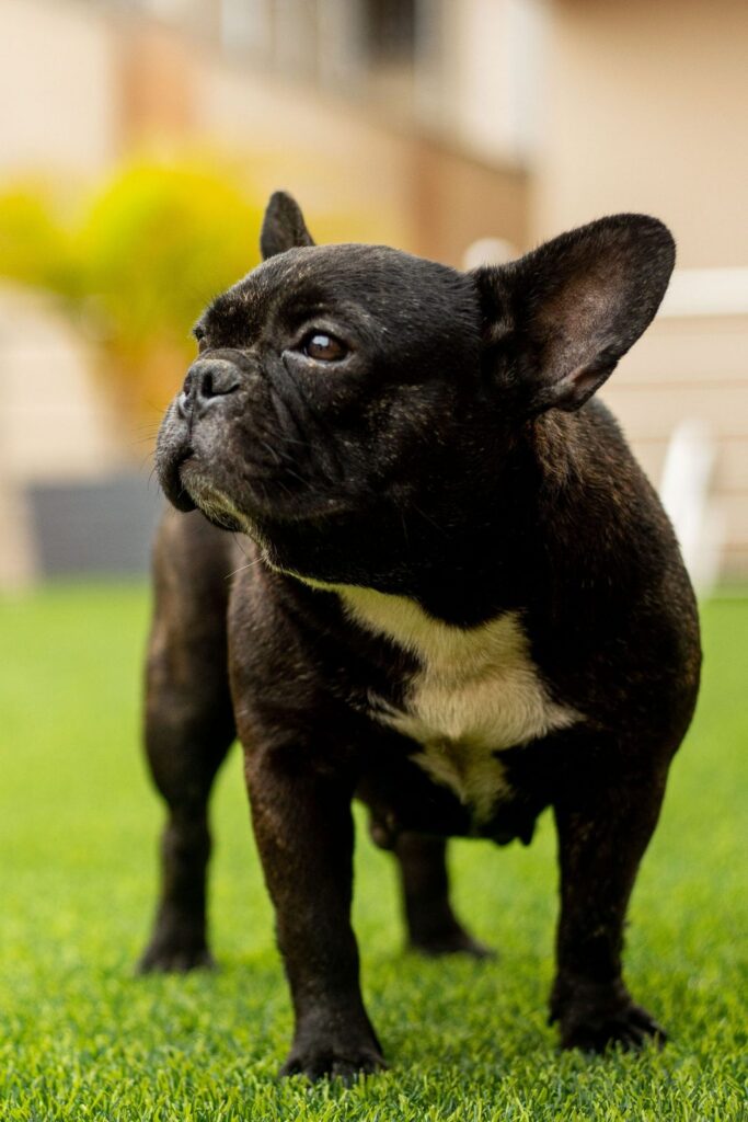 Black French Bulldog with upright bat ears standing on grass