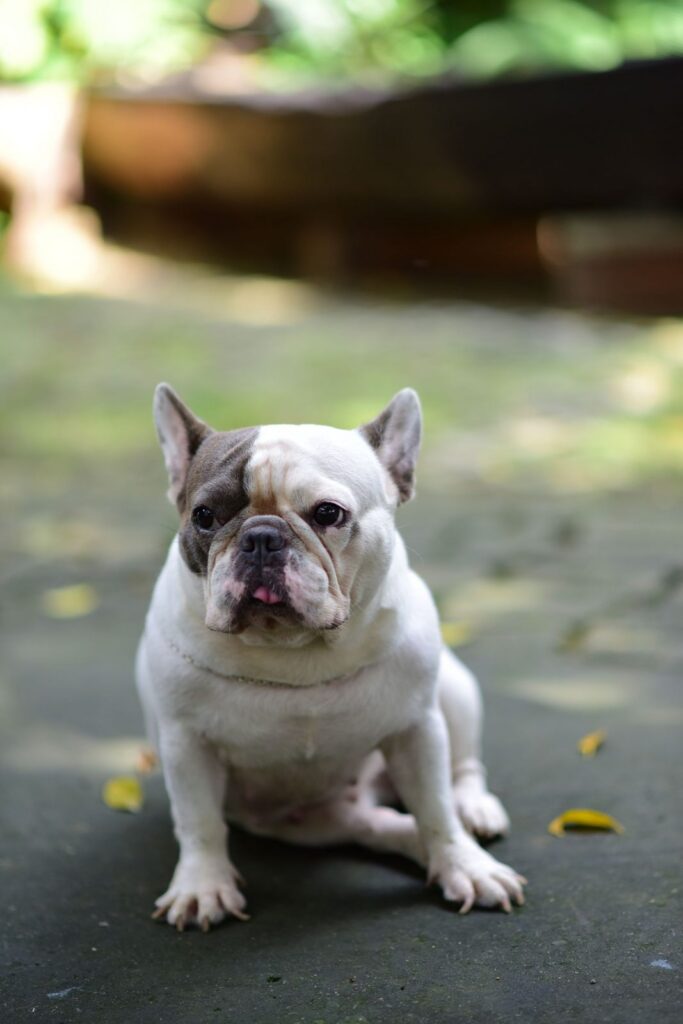 White French Bulldog sitting on a paved path with front paws visible