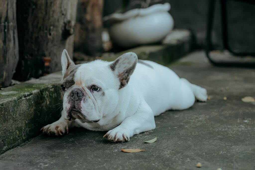 White French Bulldog lying on a concrete step outdoors
