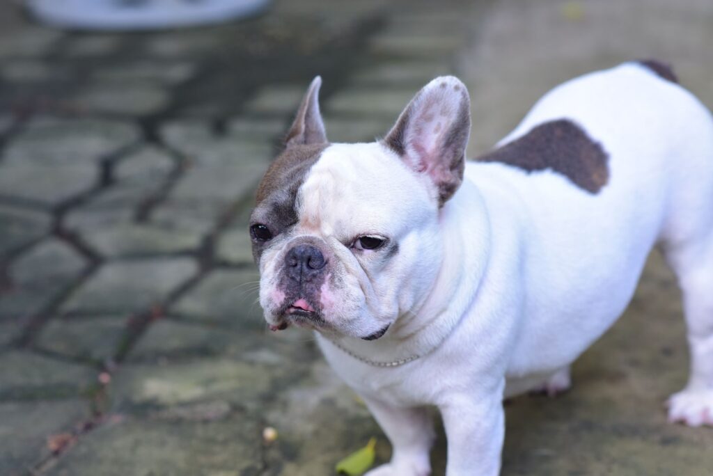 White and gray French Bulldog standing on a paved path