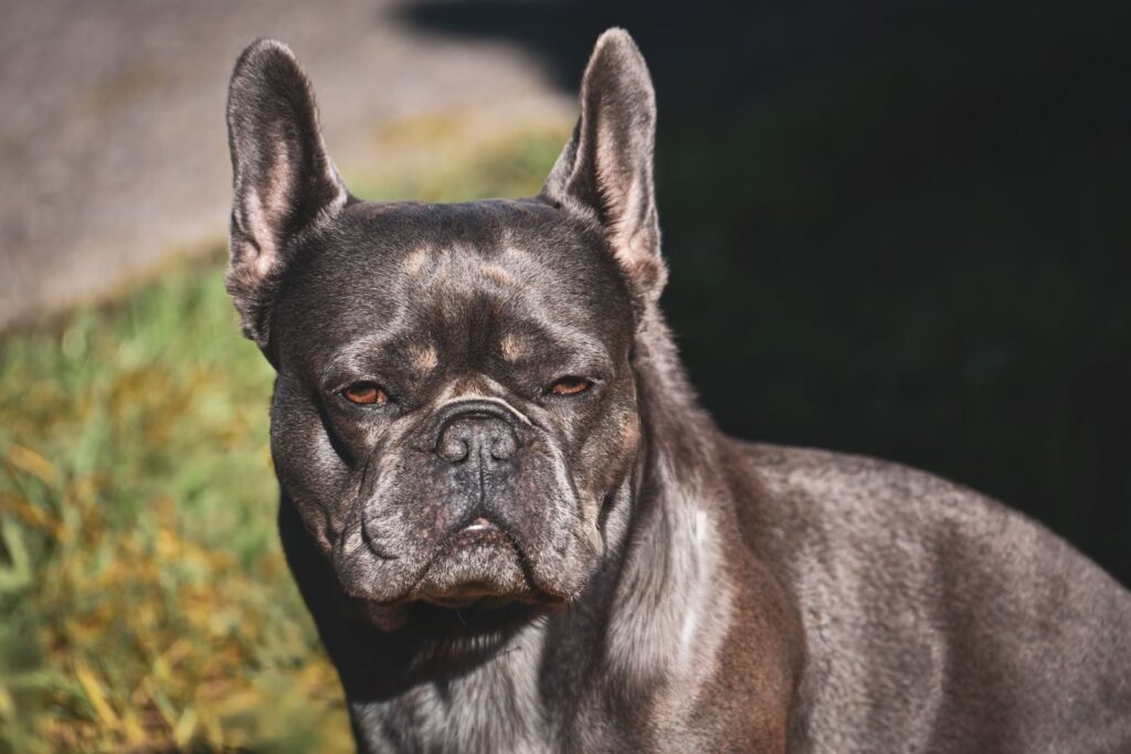 Close-up of a dark brindle French Bulldog outdoors