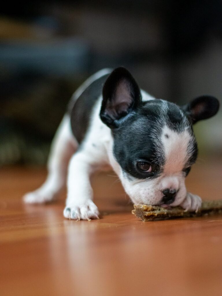 Black and white French Bulldog puppy sniffing the floor
