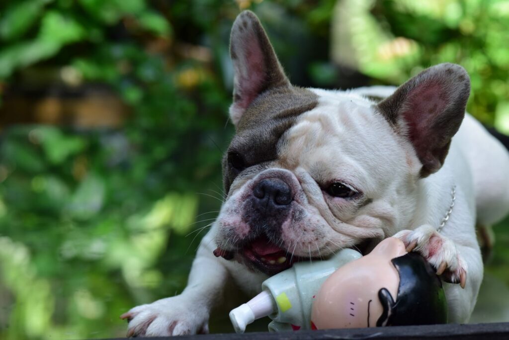 White and grey French Bulldog chewing a toy outdoors