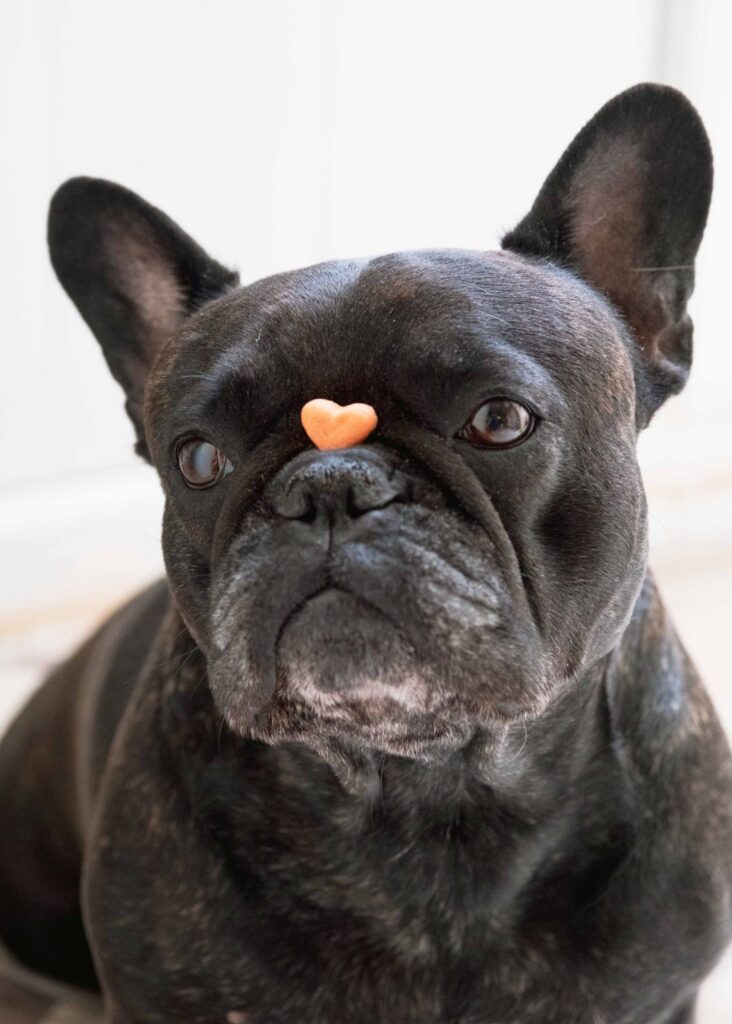 Black brindle French Bulldog sitting still with a small heart-shaped dog treat balanced on its nose