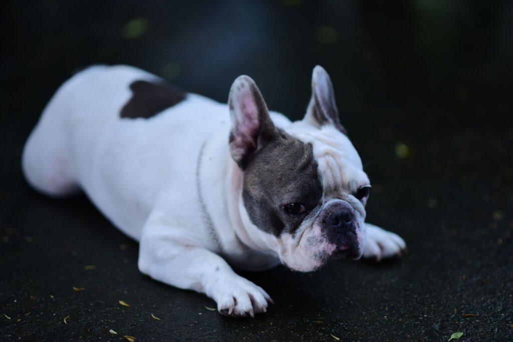 White French Bulldog with gray markings lying on a dark surface