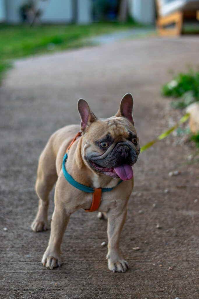 Fawn French Bulldog in a blue harness standing on a paved path during a walk