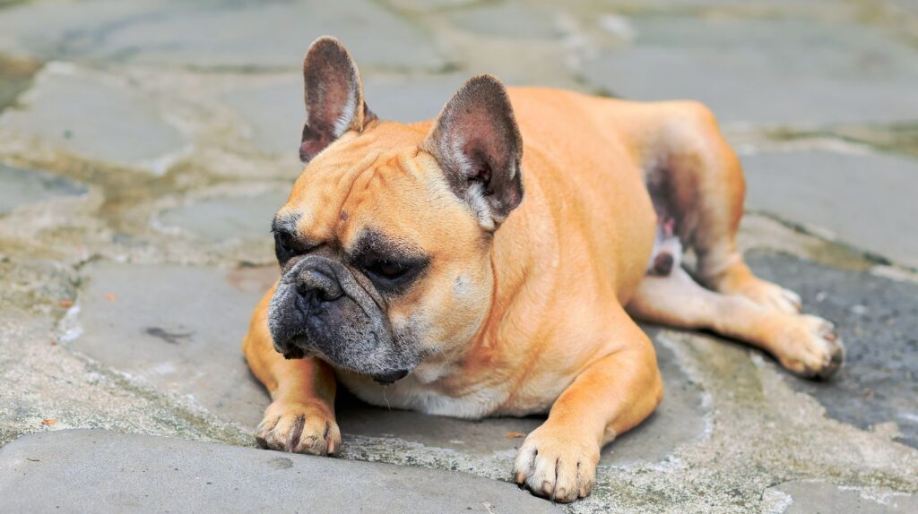 Fawn French Bulldog with a dark black mask lying on gray paving stones outdoors