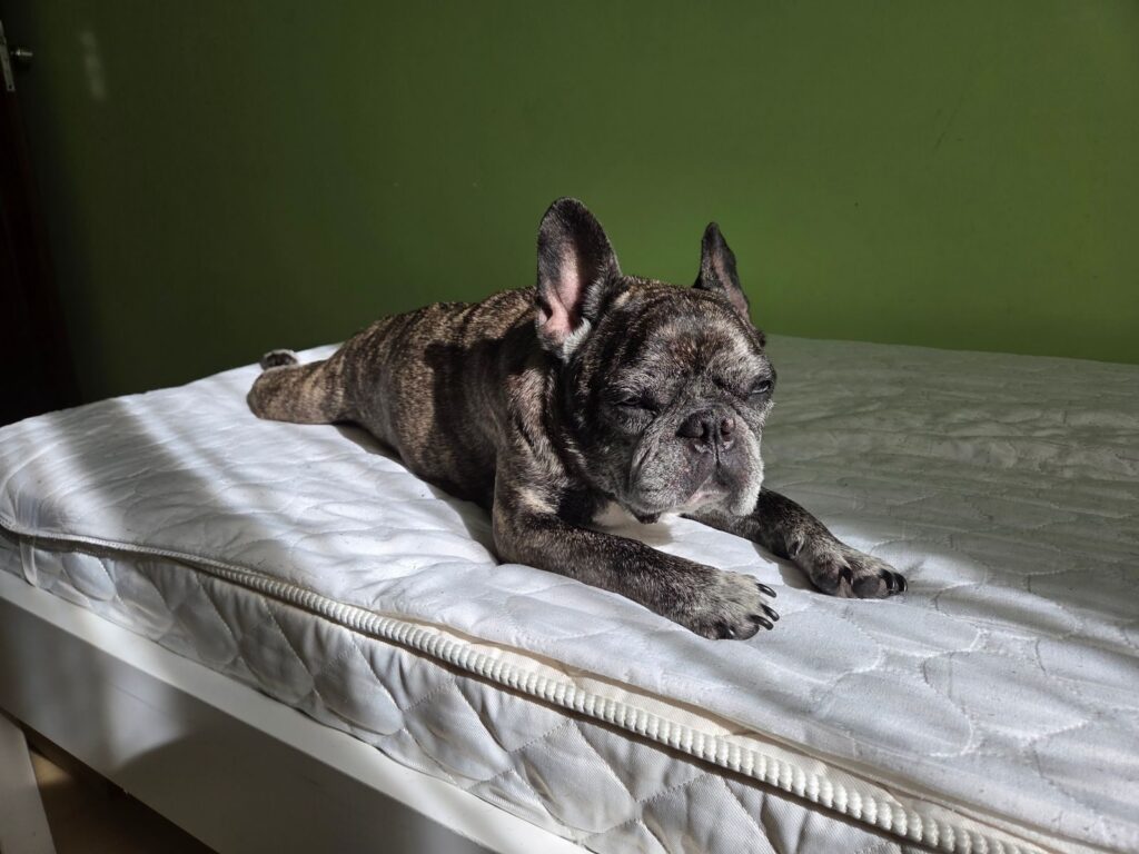 Brindle French Bulldog lying on a flat mattress