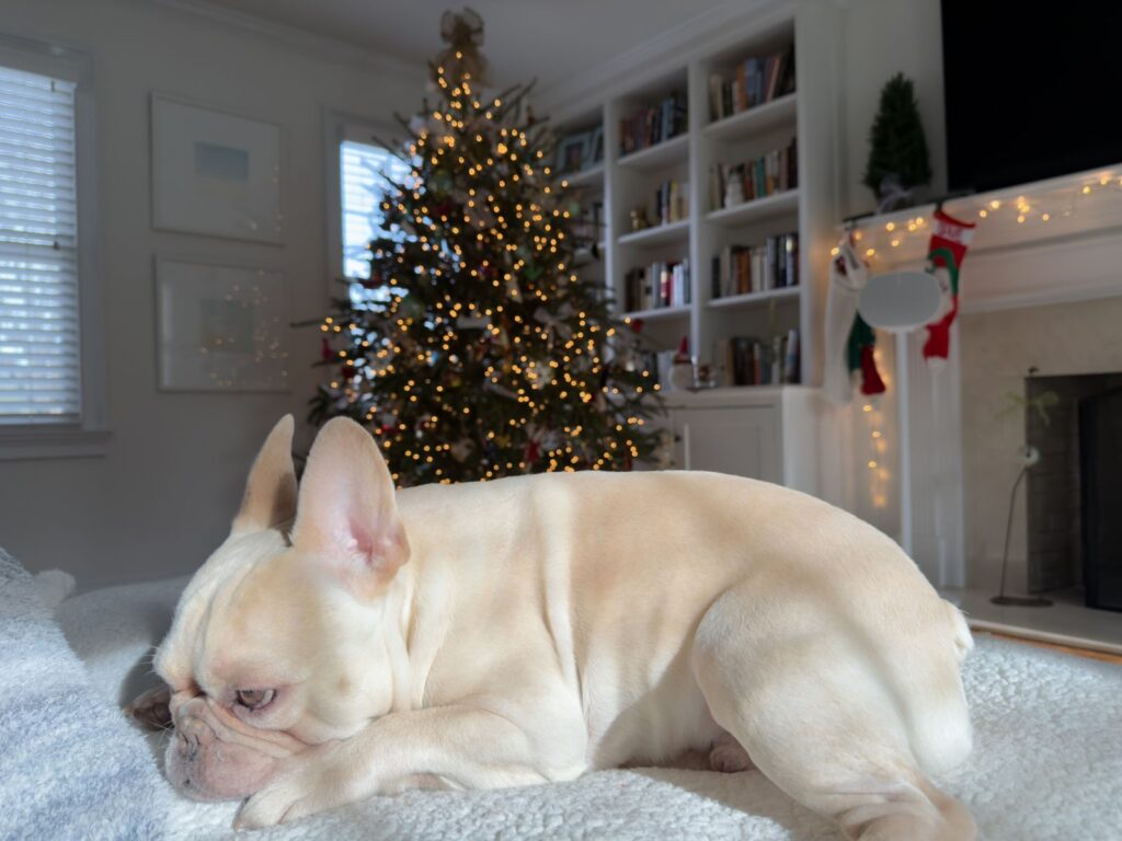 Cream French Bulldog resting on a rug in front of a lit Christmas tree
