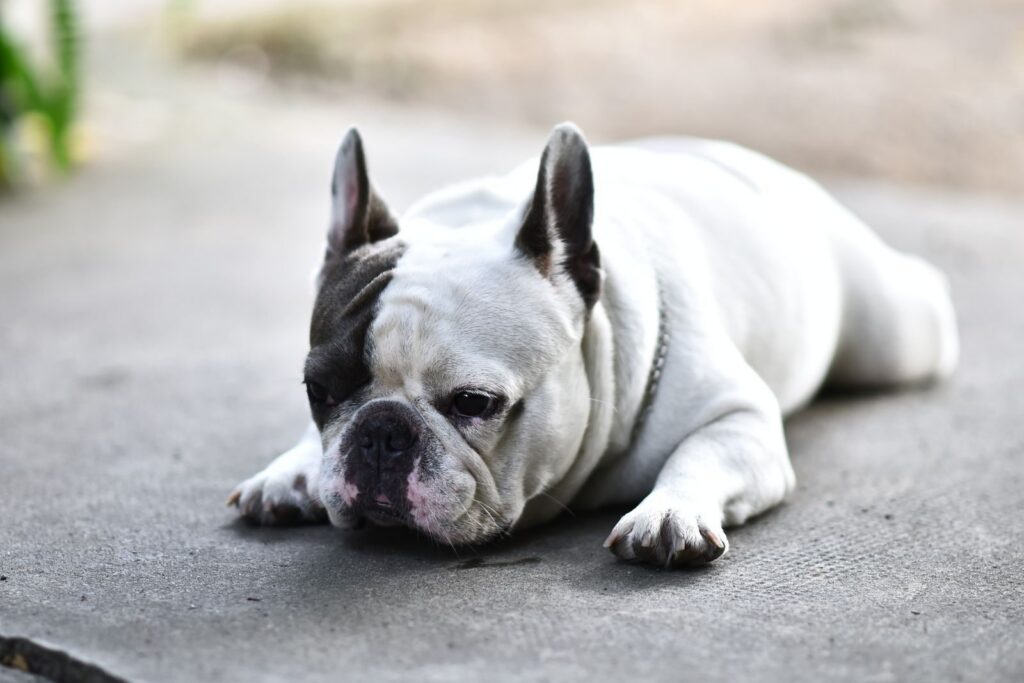 White French Bulldog with gray patches lying calmly on a gray floor