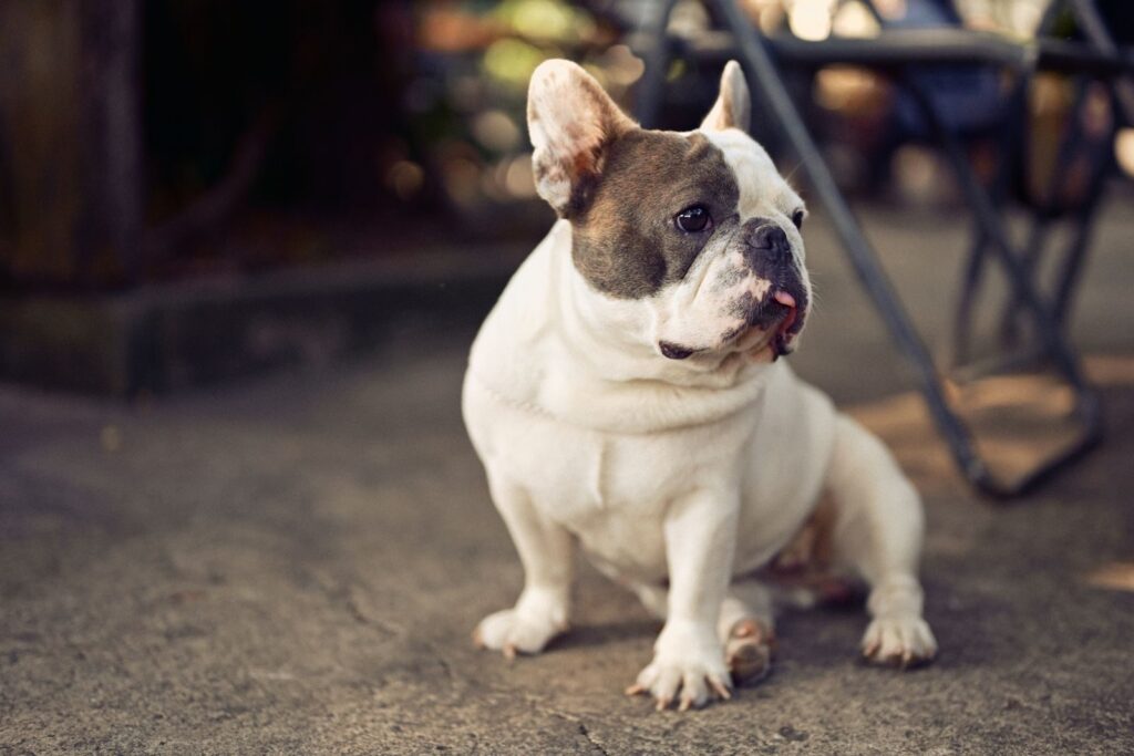 White and fawn French Bulldog sitting on a garden path