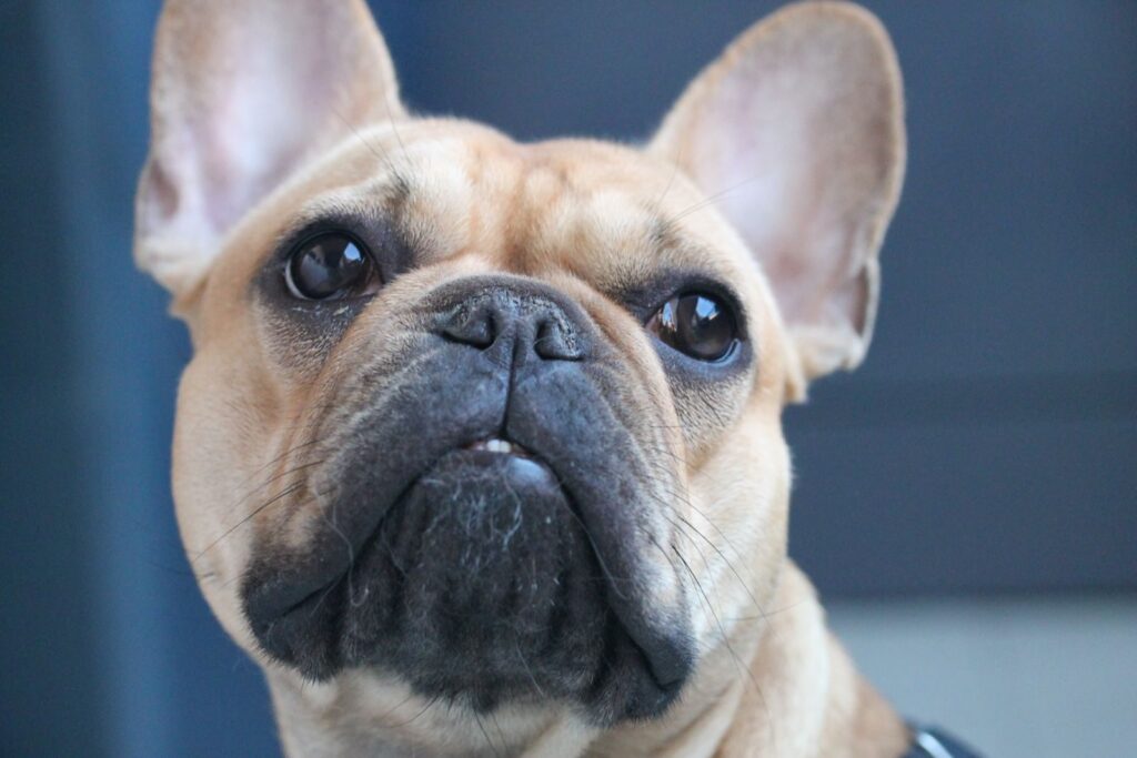 Close-up of a fawn French Bulldog's face with clear dark eyes, short muzzle and upright ears