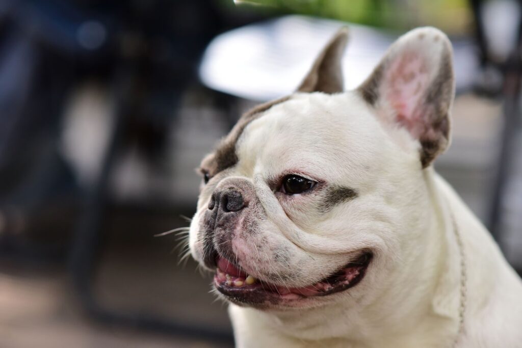 Cream French Bulldog with a relaxed, open-mouthed expression, photographed outdoors