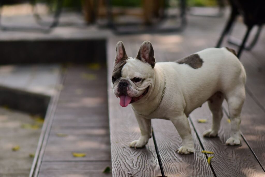 White and brown pied French Bulldog standing on a wooden deck, seen from the side