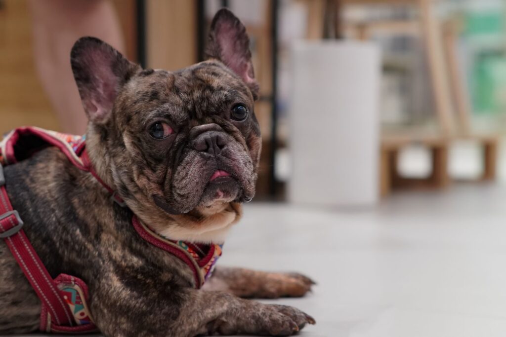 Brindle French Bulldog in a red harness lying on a light floor