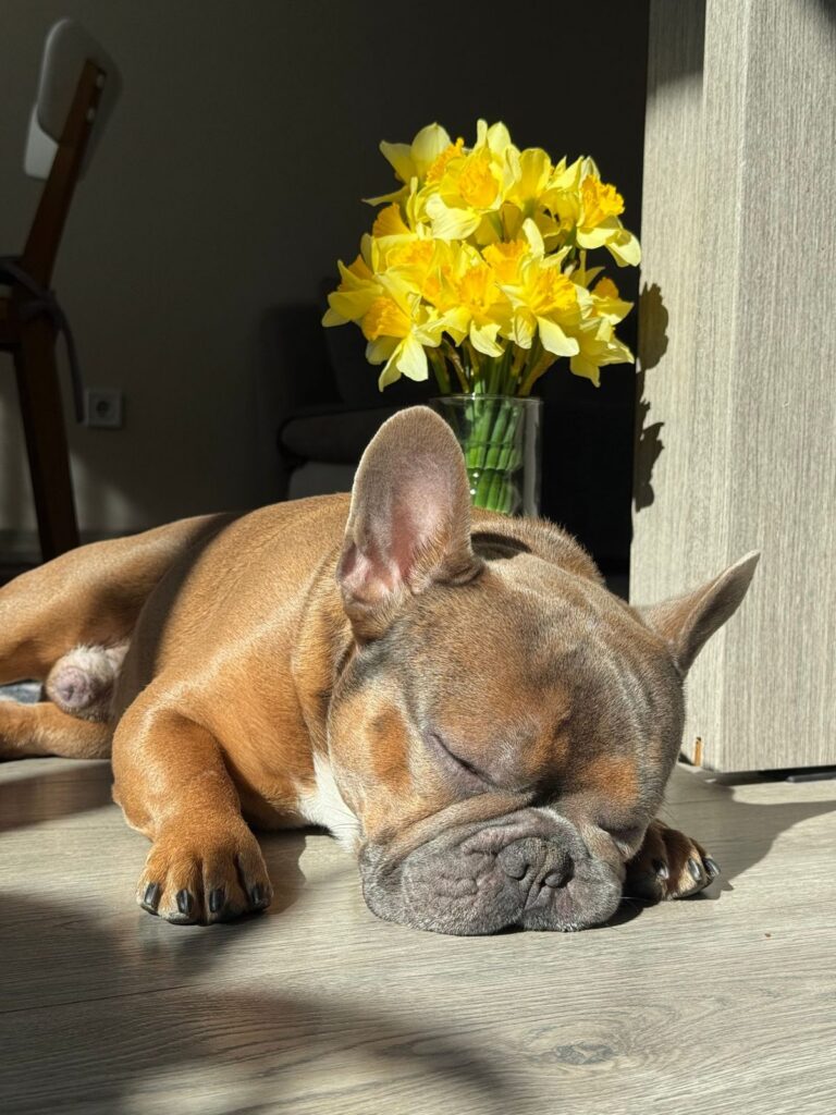 Fawn French Bulldog asleep on a sunny floor beside a vase of yellow daffodils