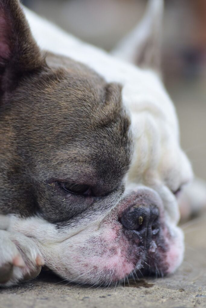 Close-up of a white and gray French Bulldog resting its head