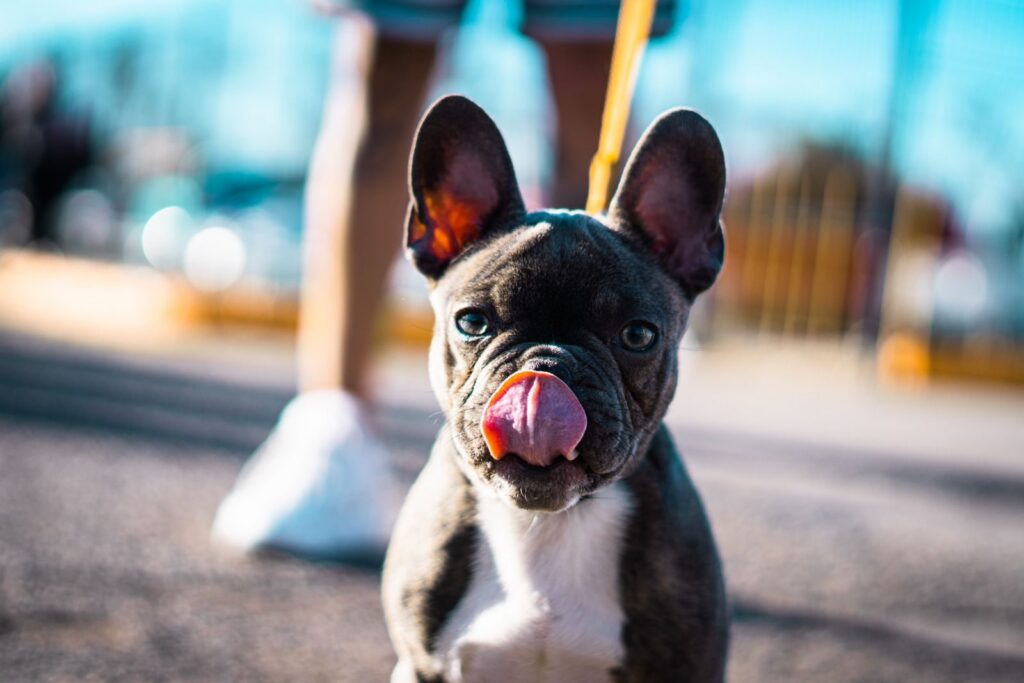 Black and white French Bulldog puppy on a leash, licking its nose