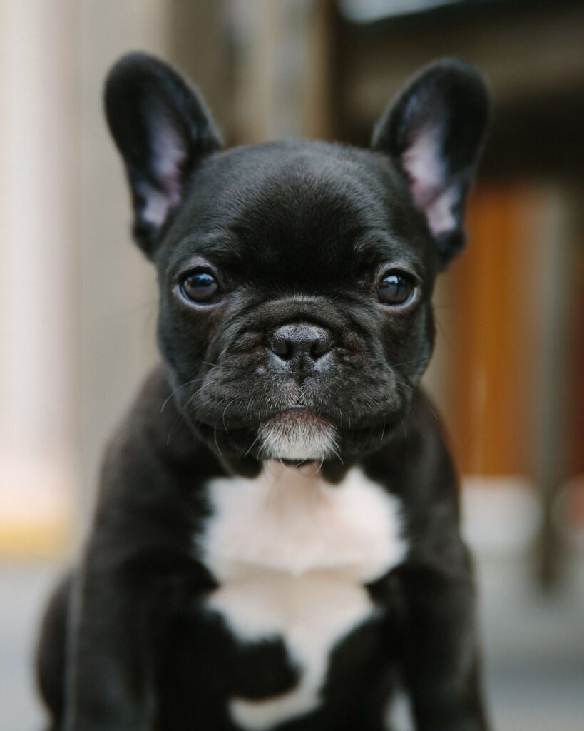Black and white French Bulldog puppy sitting and looking at the camera