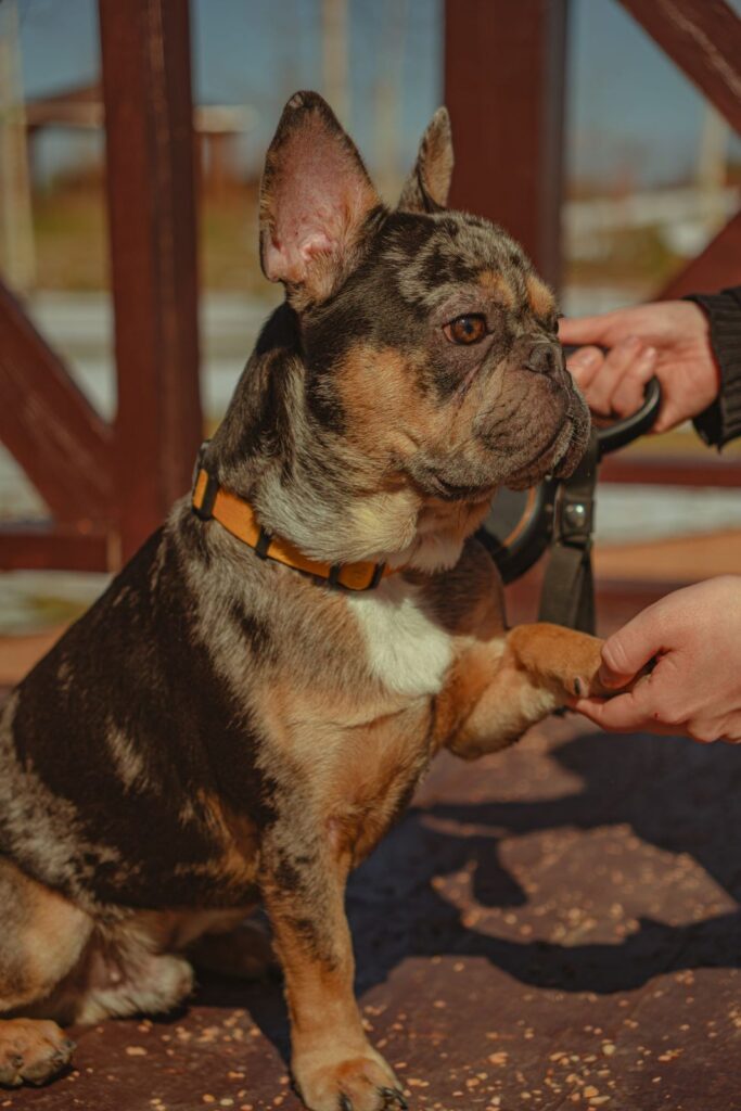 Merle French Bulldog sitting and offering a paw to a person's hand