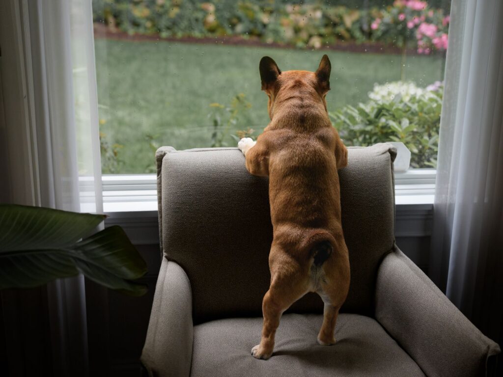 Fawn French Bulldog seen from behind, standing on an armchair with front paws on its back, looking out a garden window