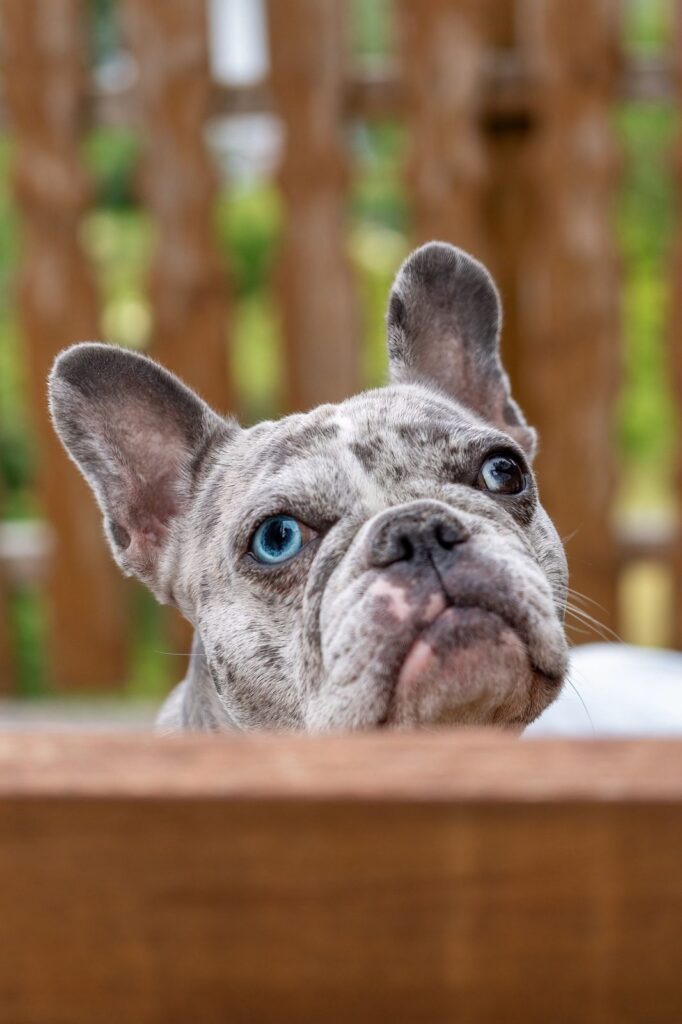Merle French Bulldog with light eyes looking up from a wooden crate