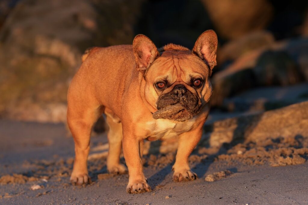 Red fawn French Bulldog standing outdoors in warm evening light