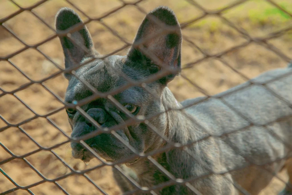 Gray French Bulldog looking through a chain-link fence