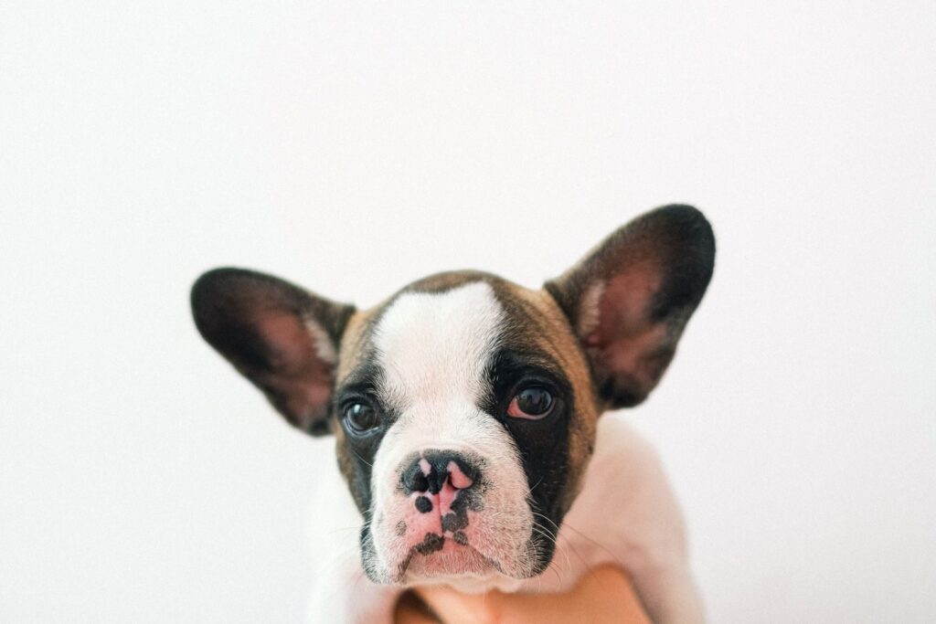 Pied French Bulldog puppy with brown and white markings held up by a hand against a plain white background