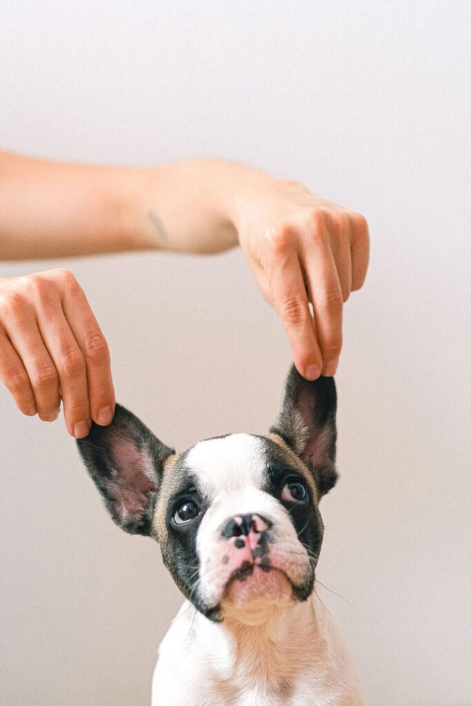 Hands gently lifting the upright ears of a black and white French Bulldog puppy against a pale background