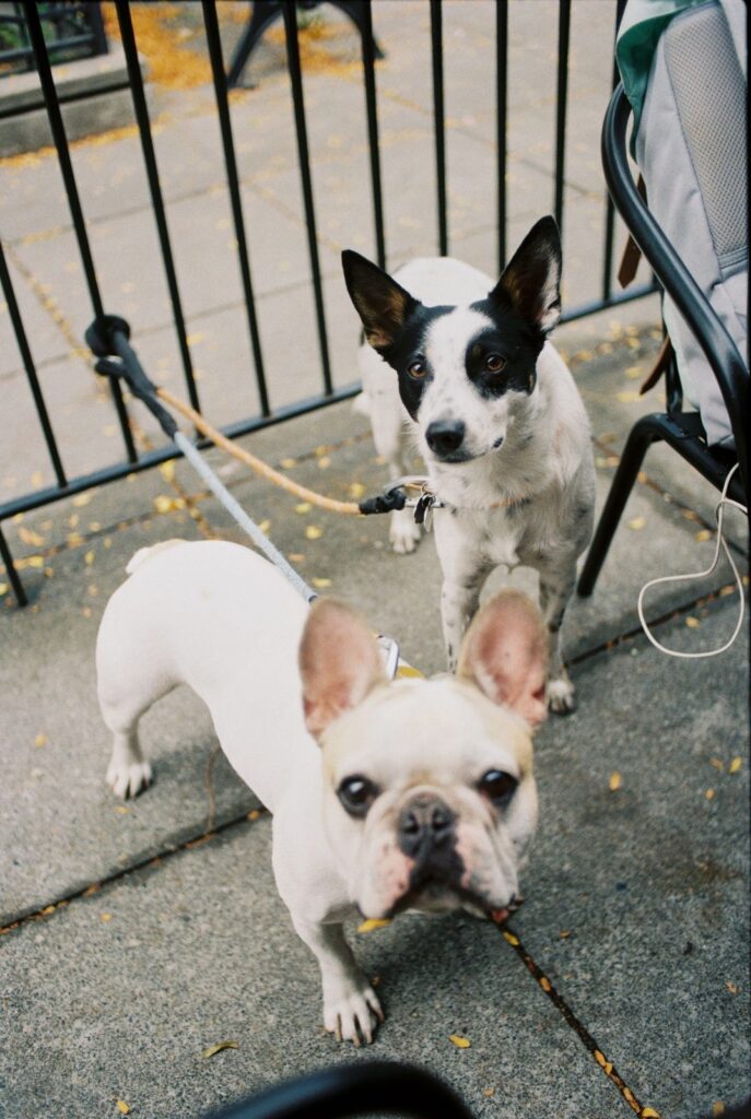 Cream French Bulldog and a black and white mixed-breed dog on leashes by a railing