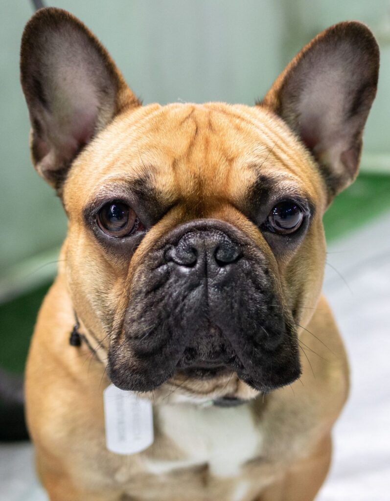 Close-up front view of a fawn French Bulldog showing its short muzzle, wrinkled face and upright bat ears